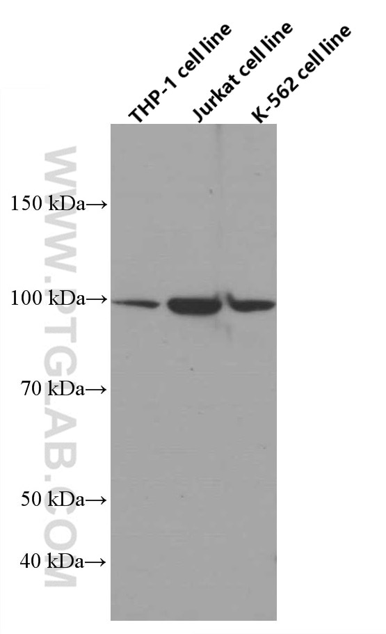 Western Blot (WB) analysis of THP-1 cells using ADAM10 Monoclonal antibody (66620-1-Ig)