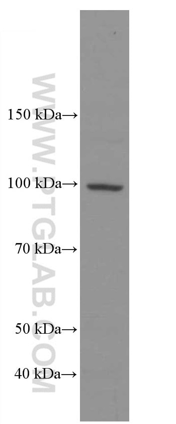 Western Blot (WB) analysis of various lysates using ADAM10 Monoclonal antibody (66620-1-Ig)