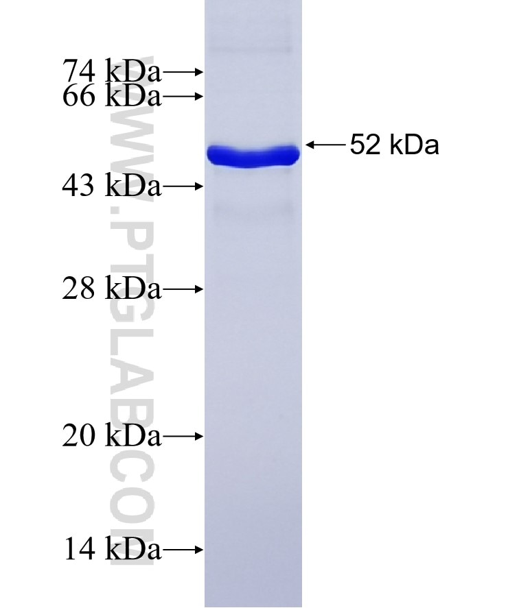 ADAM10 fusion protein Ag23062 SDS-PAGE