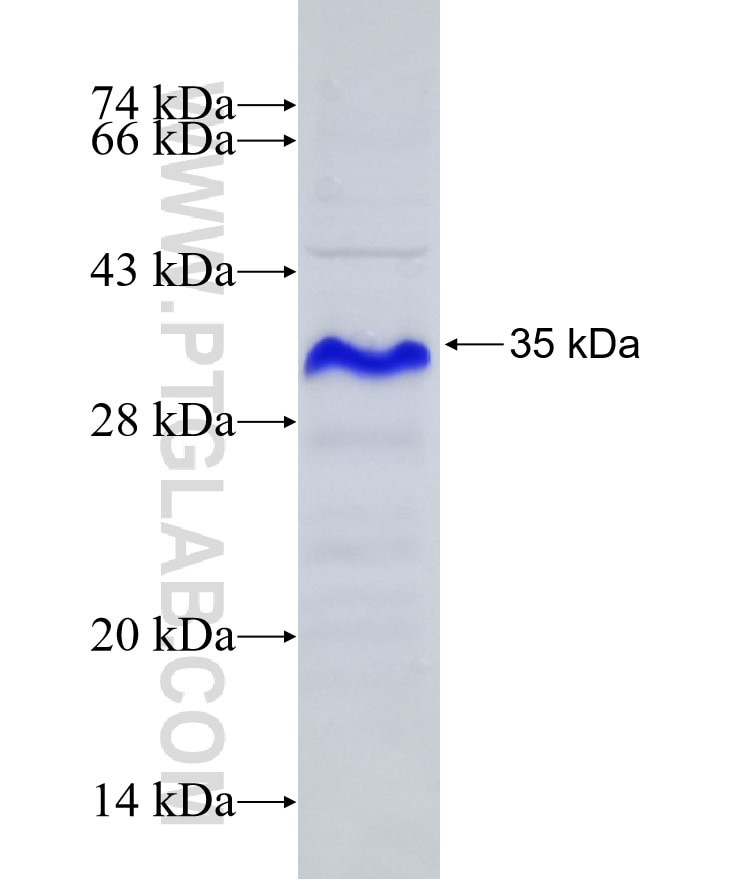 ADAM10 fusion protein Ag23078 SDS-PAGE