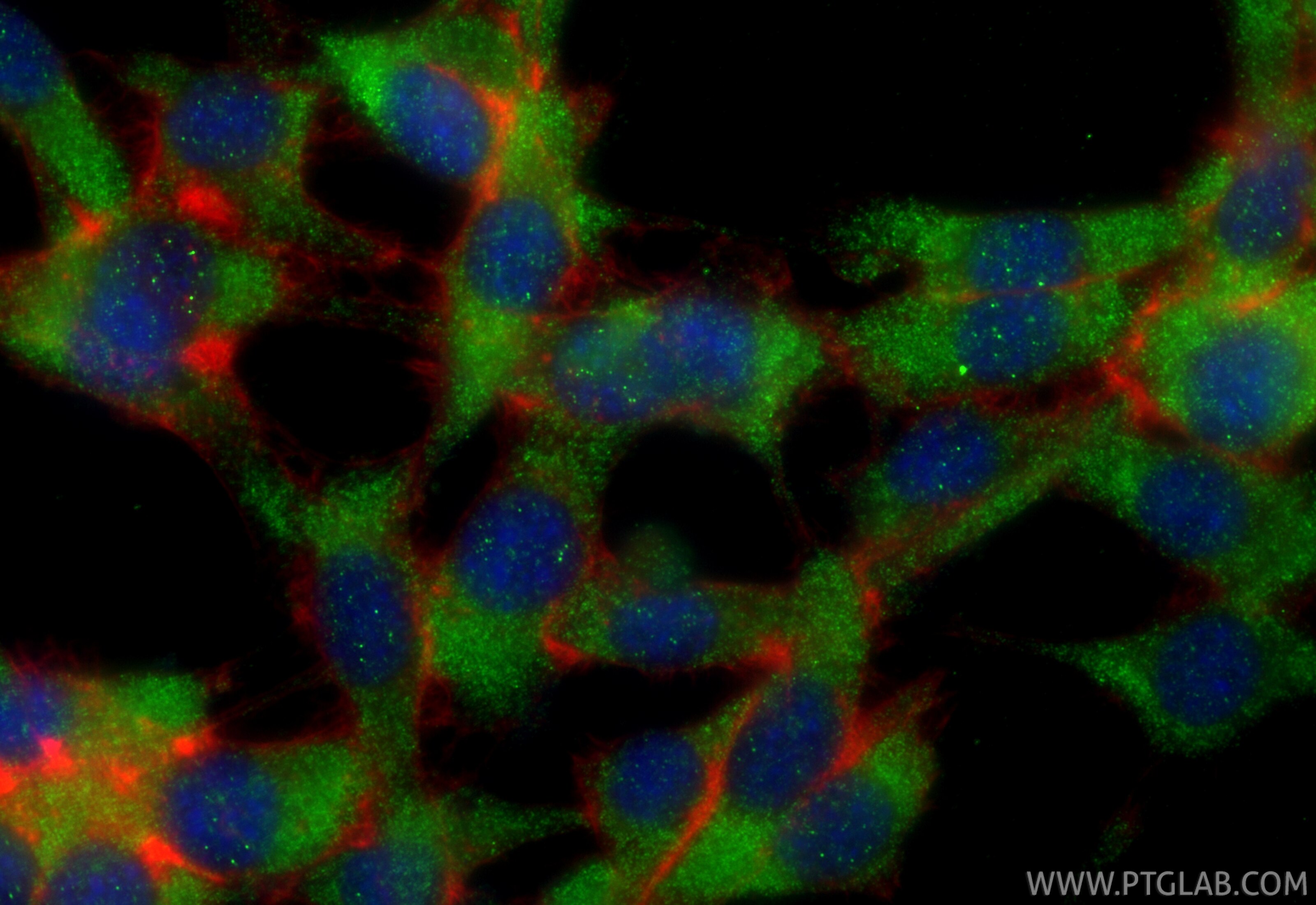 Immunofluorescence (IF) / fluorescent staining of NIH/3T3 cells using ADAM11 Polyclonal antibody (32970-1-AP)