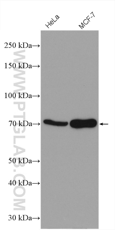 Western Blot (WB) analysis of various lysates using ADAM12 Polyclonal antibody (14139-1-AP)