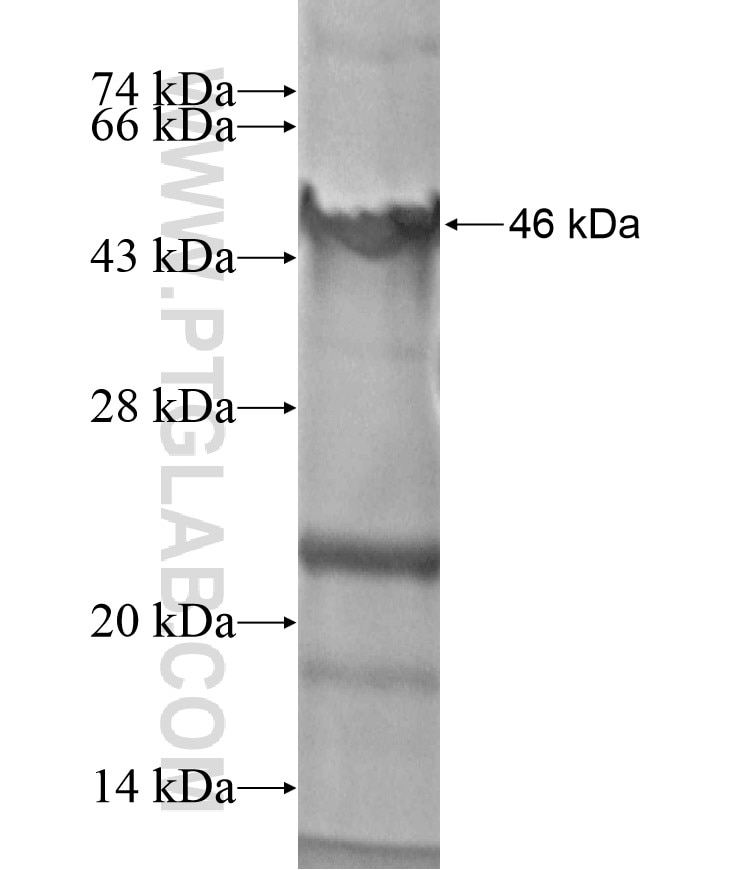 ADAM12 fusion protein Ag17474 SDS-PAGE