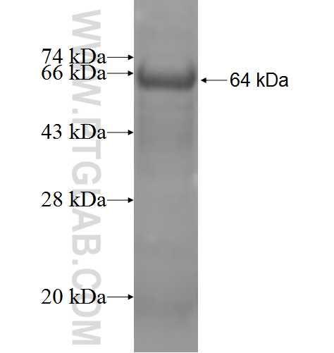 ADAM12 fusion protein Ag5206 SDS-PAGE