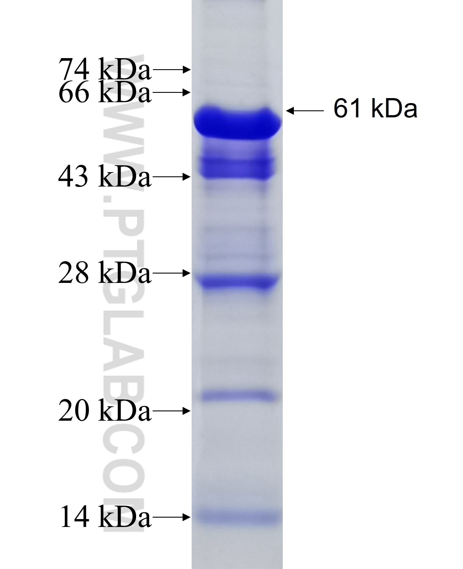 ADAM12 fusion protein Ag5206 SDS-PAGE