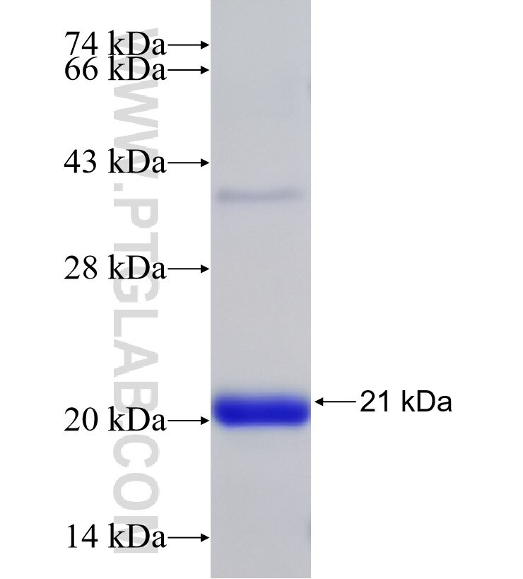 ADAM15 fusion protein Ag32842 SDS-PAGE