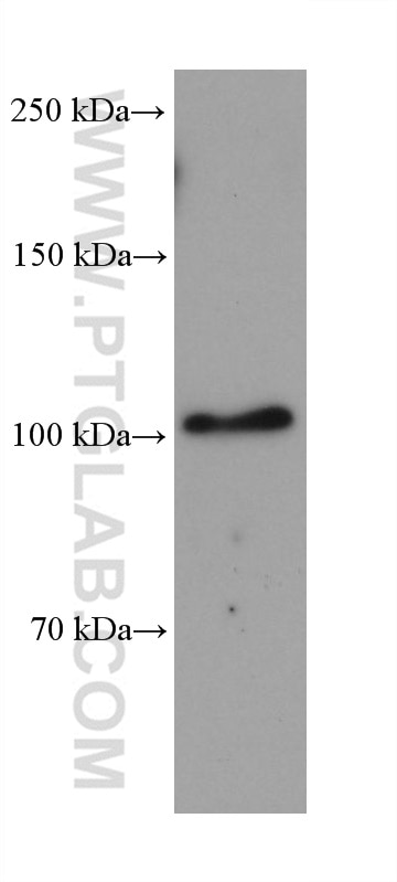 WB analysis using 68725-1-Ig