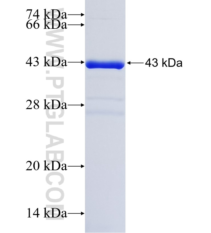ADAM17 fusion protein Ag32418 SDS-PAGE
