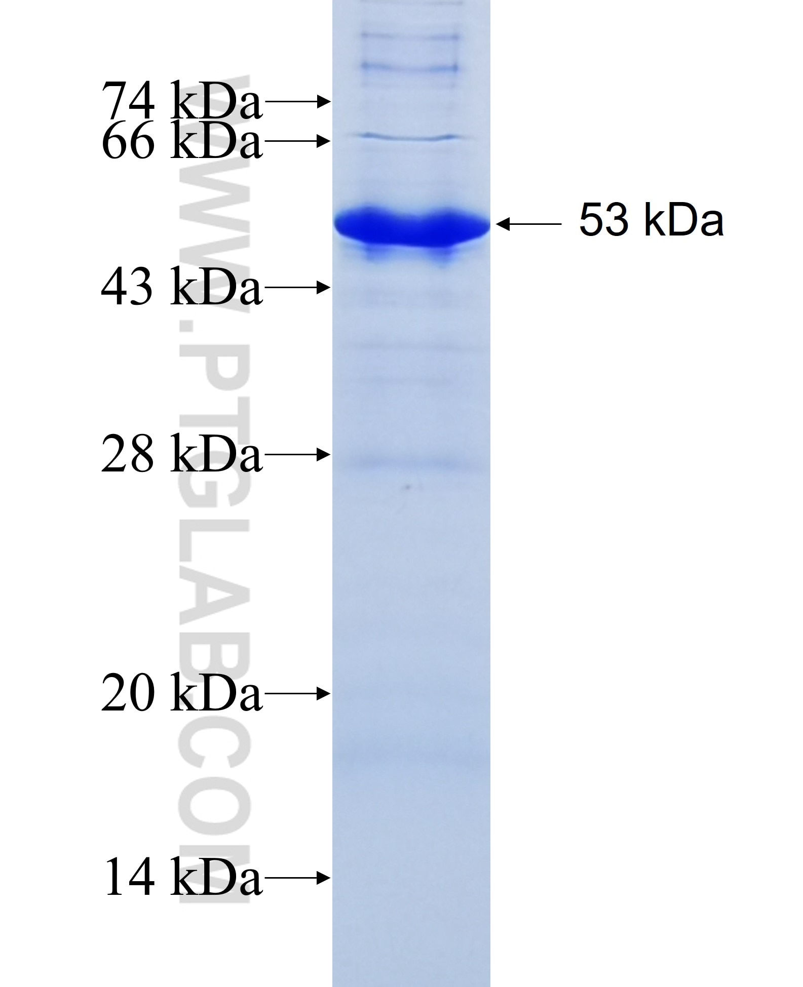 ADAM17 fusion protein Ag33920 SDS-PAGE