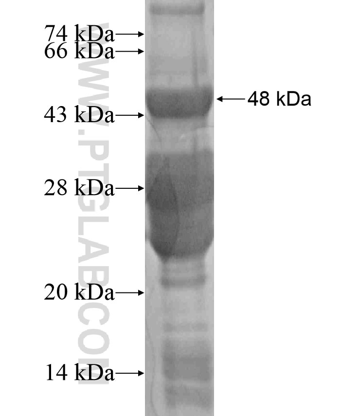 ADAM19 fusion protein Ag17544 SDS-PAGE