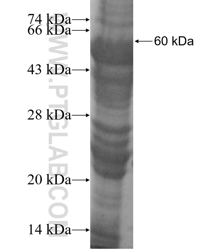ADAM2 fusion protein Ag5063 SDS-PAGE