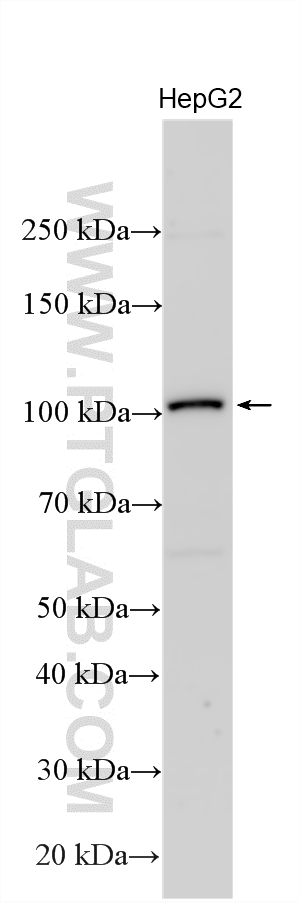 HepG2 cells were subjected to SDS PAGE followed by western blot with 21434-1-AP (ADAM21 antibody) at dilution of 1:600 incubated at room temperature for 1.5 hours. Western Blot (WB) analysis of various lysates using ADAM21 Polyclonal antibody (21434-1-AP)
