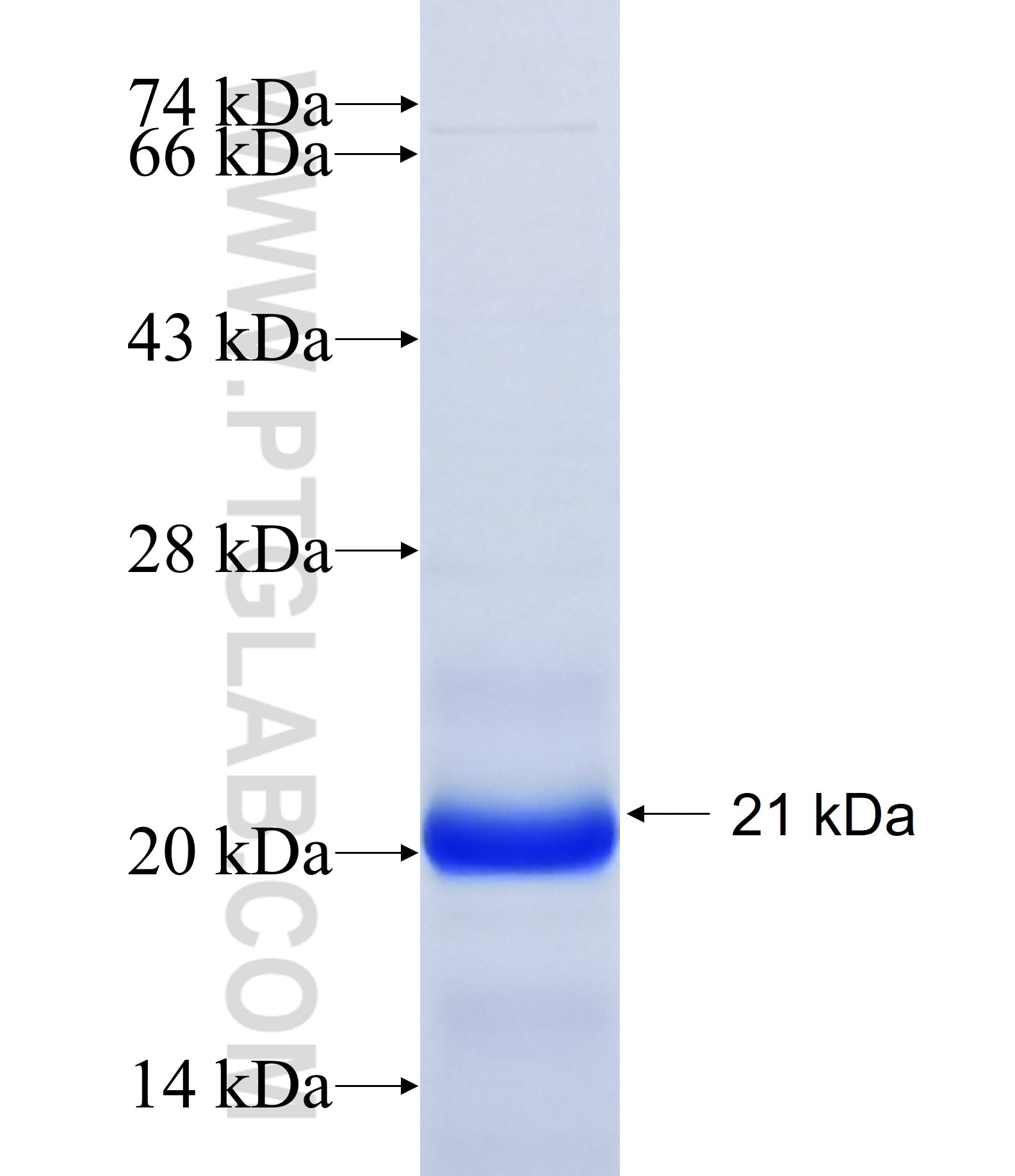 ADAM21 fusion protein Ag17244 SDS-PAGE