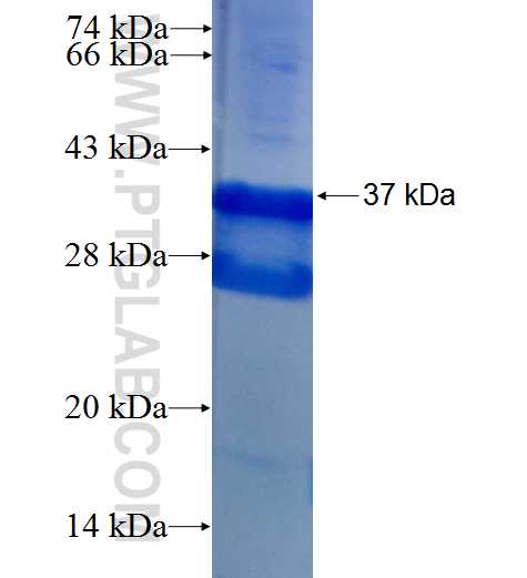 ADAM22 fusion protein Ag26783 SDS-PAGE