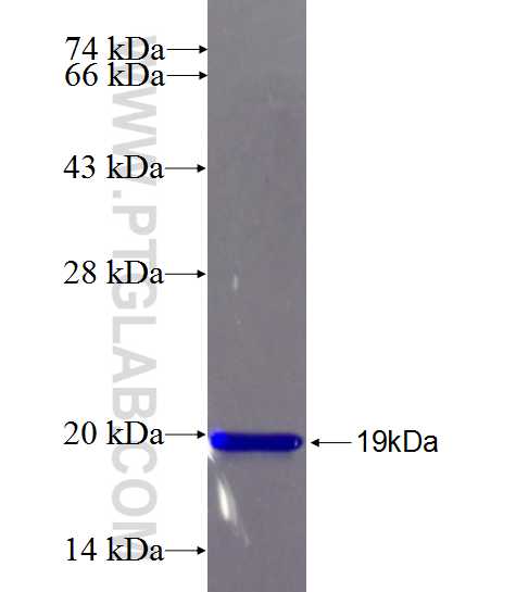 ADAM22 fusion protein Ag26812 SDS-PAGE