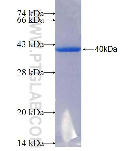 ADAM32 fusion protein Ag26450 SDS-PAGE