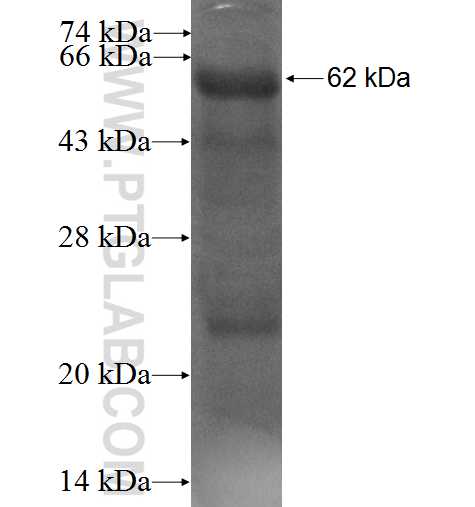 ADAM32 fusion protein Ag3354 SDS-PAGE