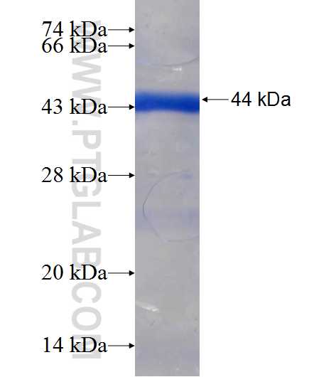 ADAM7 fusion protein Ag25679 SDS-PAGE