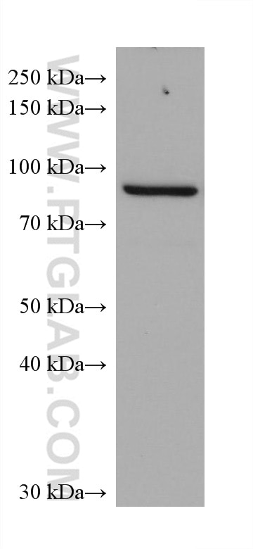 Western Blot (WB) analysis of HaCaT cells using ADAM8 Monoclonal antibody (68113-1-Ig)