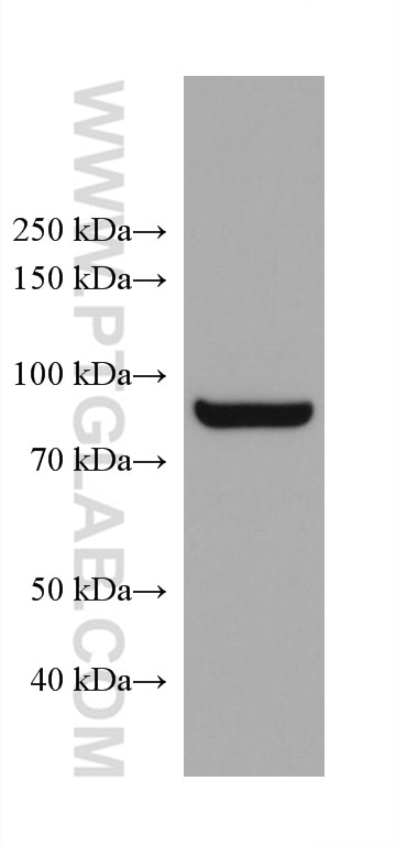 Western Blot (WB) analysis of A431 cells using ADAM8 Monoclonal antibody (68113-1-Ig)