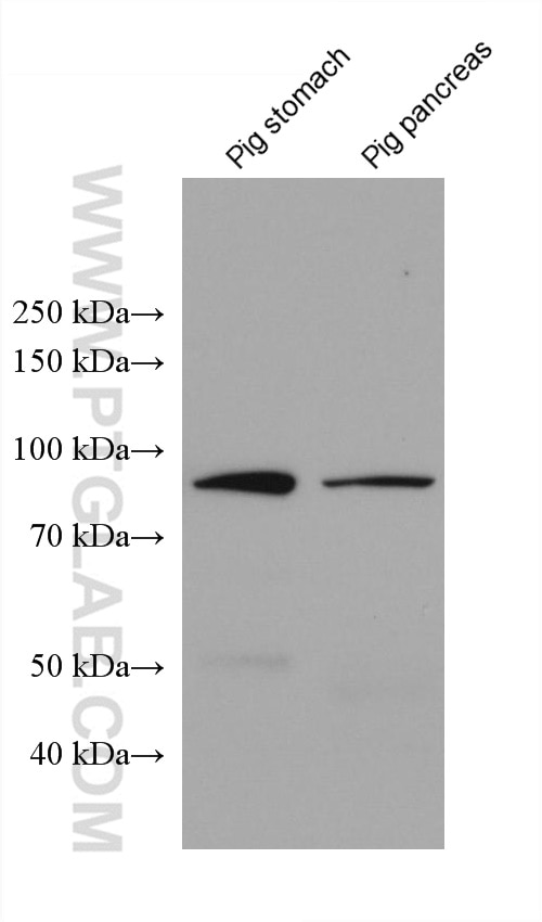 Western Blot (WB) analysis of various lysates using ADAM8 Monoclonal antibody (68113-1-Ig)