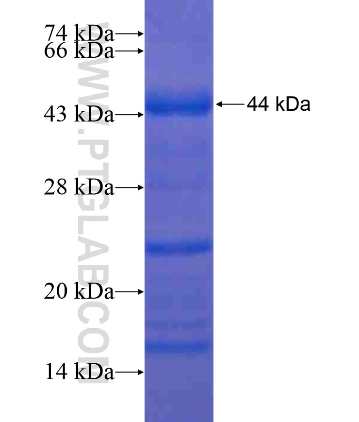 ADAM8 fusion protein Ag17262 SDS-PAGE