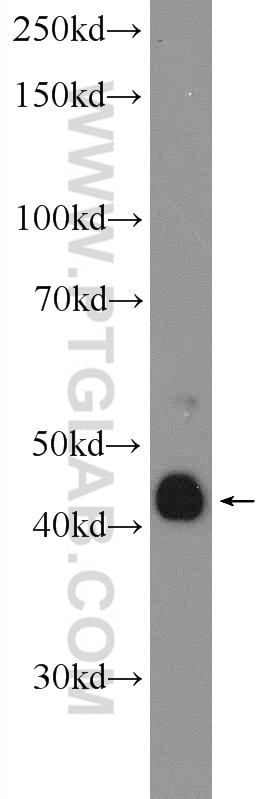 Western Blot (WB) analysis of MCF-7 cells using ADAMDEC1 Polyclonal antibody (17899-1-AP)