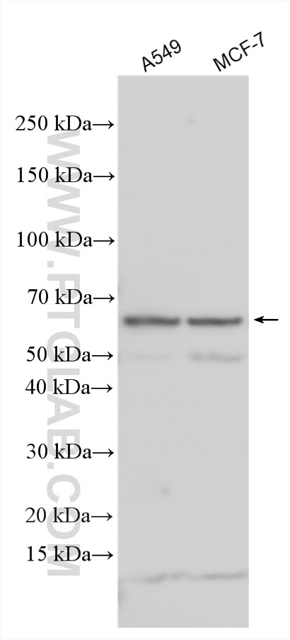 Various lysates were subjected to SDS PAGE followed by western blot with 17899-1-AP (ADAMDEC1 antibody) at dilution of 1:4000 incubated at room temperature for 1.5 hours. Western Blot (WB) analysis of various lysates using ADAMDEC1 Polyclonal antibody (17899-1-AP)