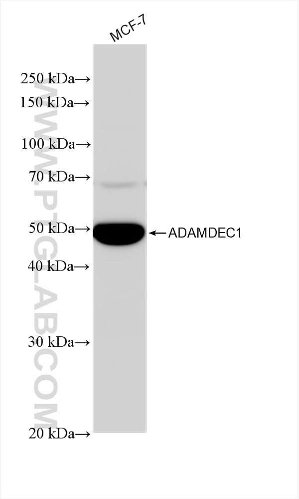 Western Blot (WB) analysis of MCF-7 cells using ADAMDEC1 Recombinant antibody (82985-1-RR)