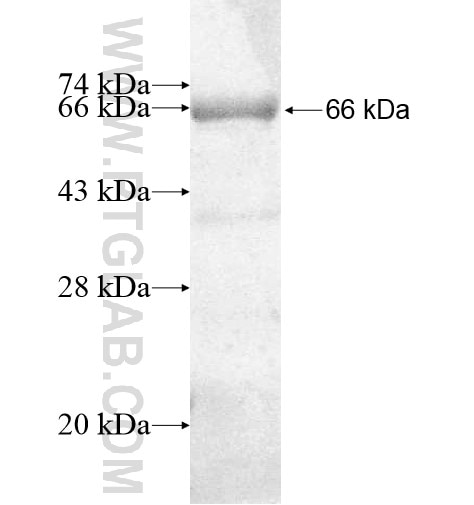 ADAMDEC1 fusion protein Ag12265 SDS-PAGE