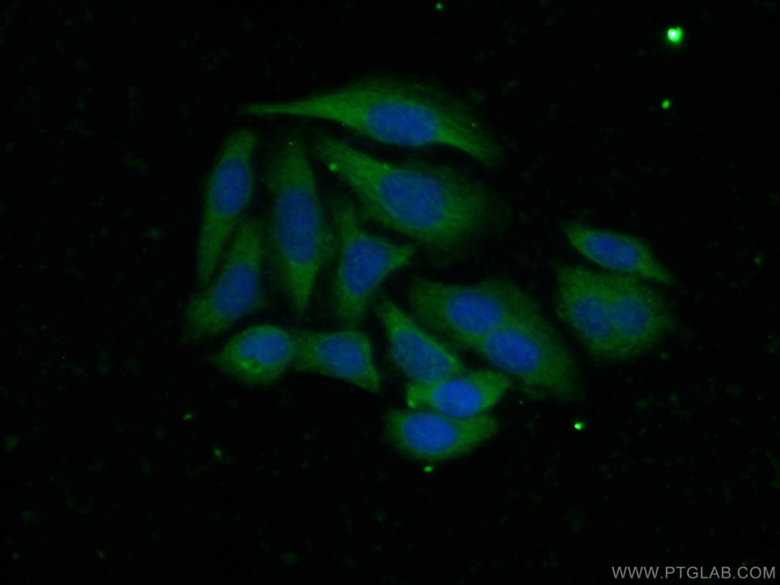 Immunofluorescence (IF) / fluorescent staining of HepG2 cells using ADAMTS1 Polyclonal antibody (12749-1-AP)