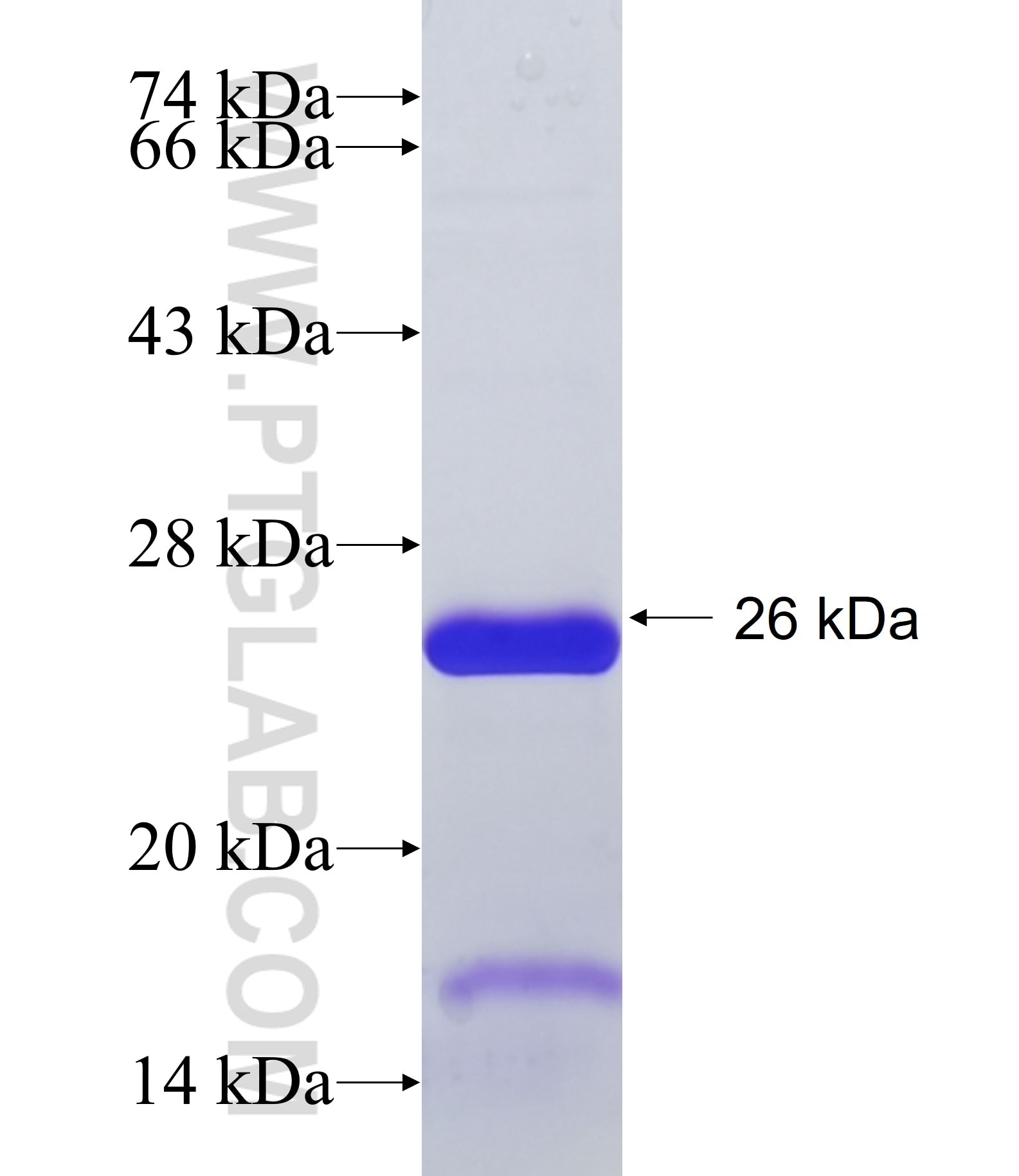 ADAMTS14 fusion protein Ag34610 SDS-PAGE