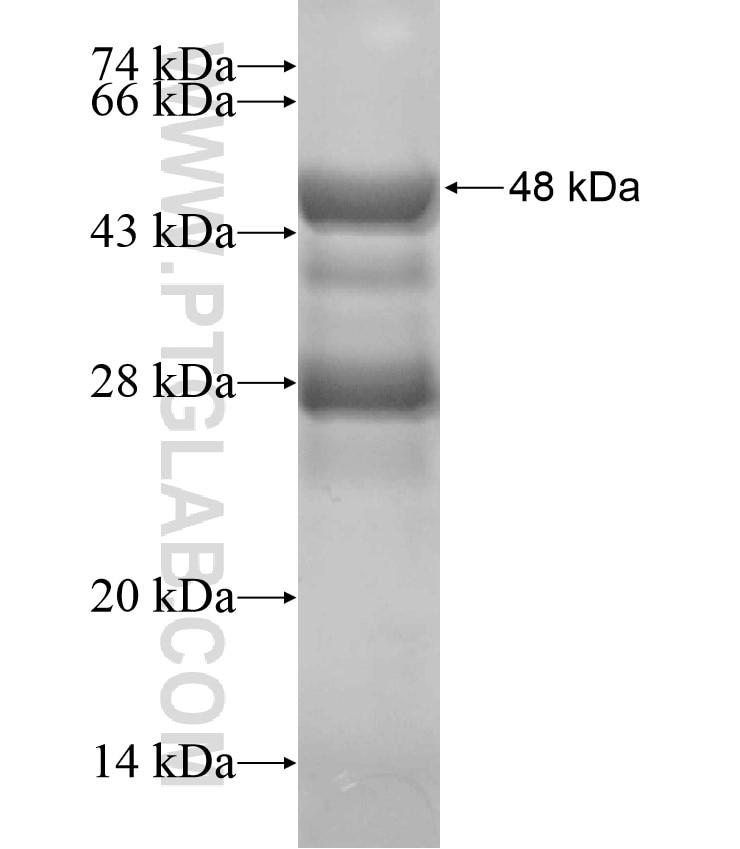 ADAMTS3 fusion protein Ag17563 SDS-PAGE