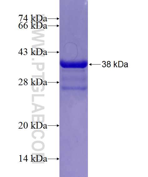 ADAMTS4 fusion protein Ag24582 SDS-PAGE