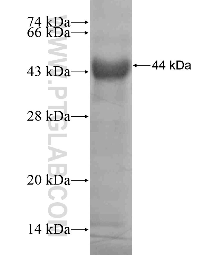 ADAMTS9 fusion protein Ag17693 SDS-PAGE
