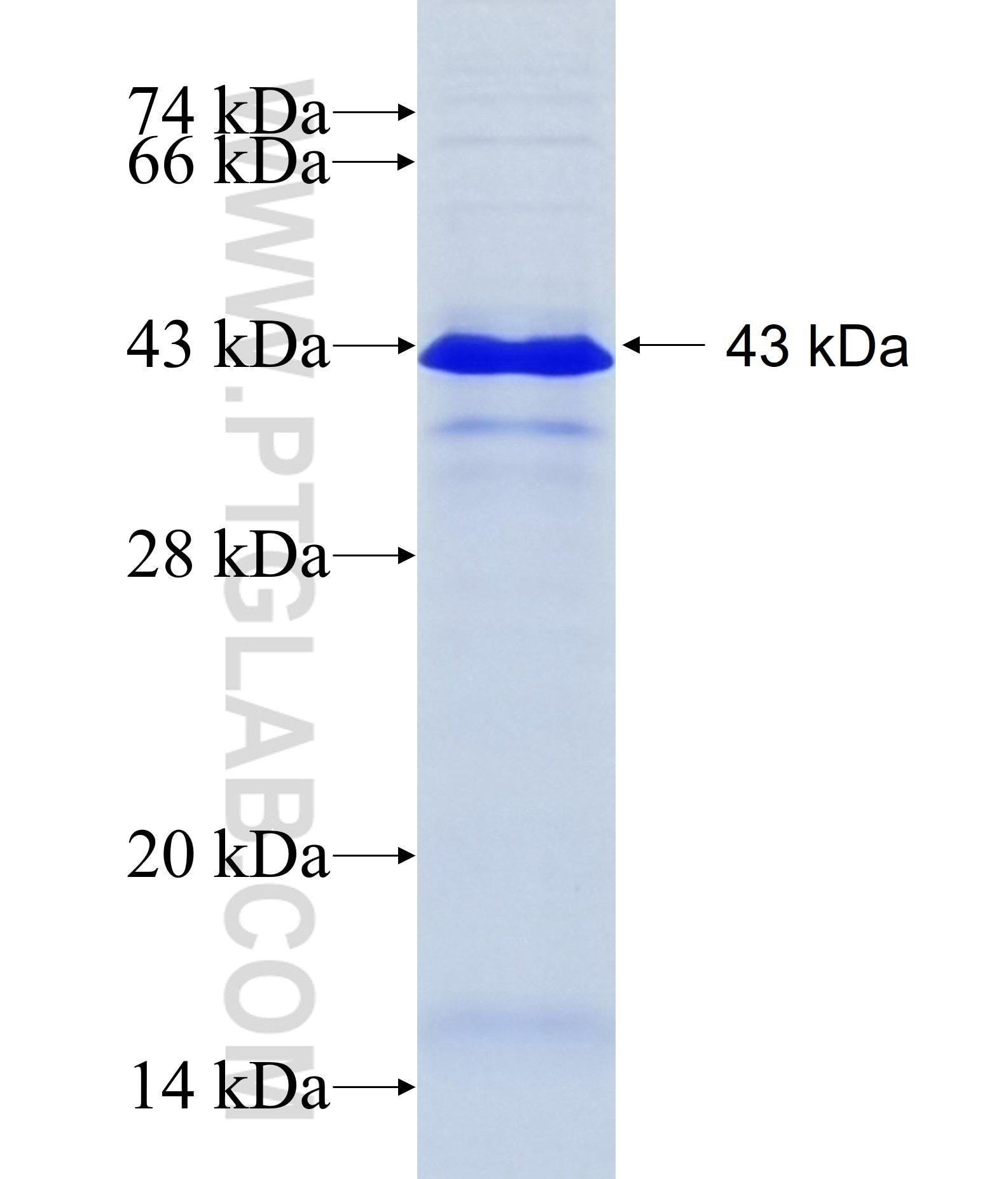 ADAMTSL1 fusion protein Ag14642 SDS-PAGE