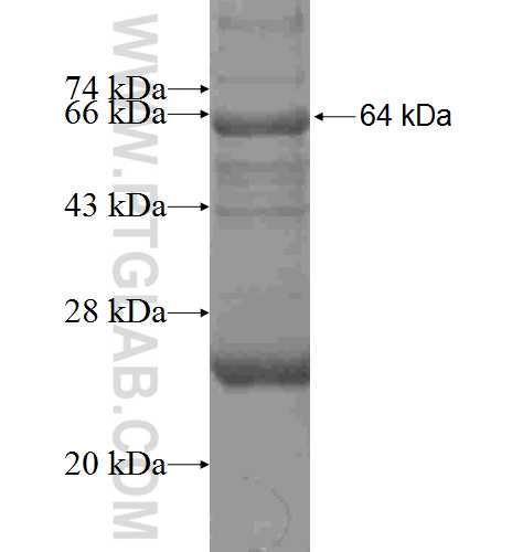 ADAMTSL1 fusion protein Ag4154 SDS-PAGE