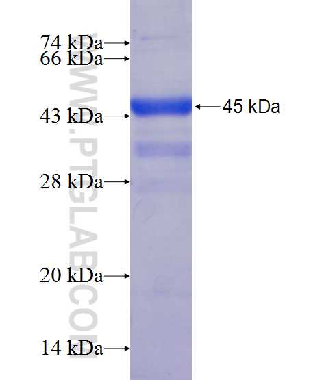 ADAMTSL3 fusion protein Ag24488 SDS-PAGE