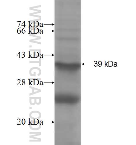 ADAMTSL4 fusion protein Ag4292 SDS-PAGE