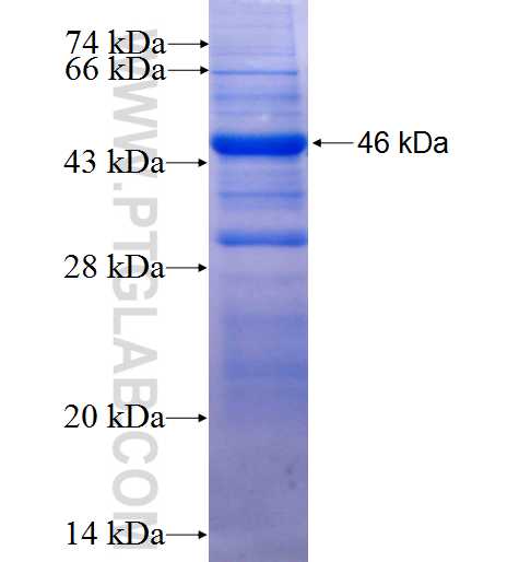 ADAP2 fusion protein Ag4641 SDS-PAGE