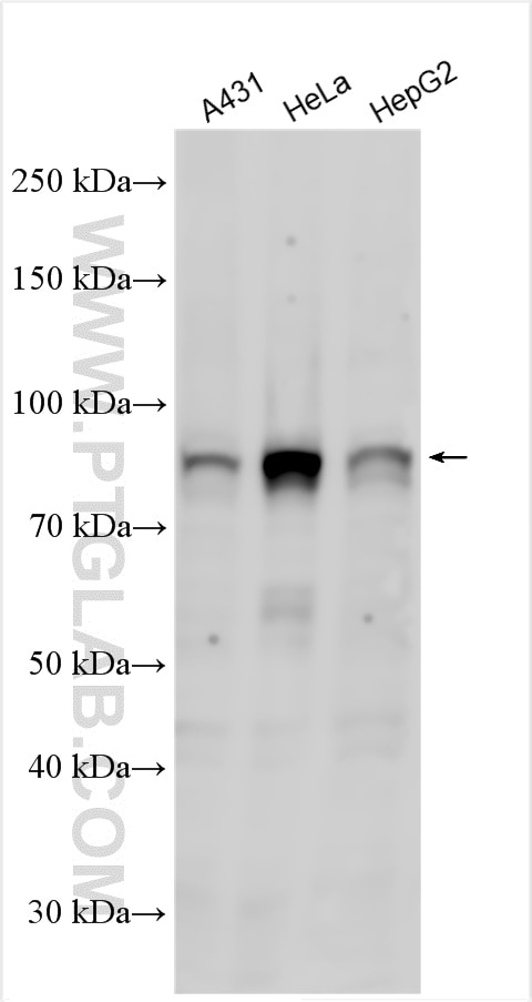 Western Blot (WB) analysis of various lysates using ADARB1 Polyclonal antibody (22248-1-AP)