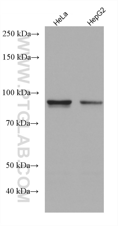 Western Blot (WB) analysis of various lysates using ADARB1 Monoclonal antibody (67764-1-Ig)