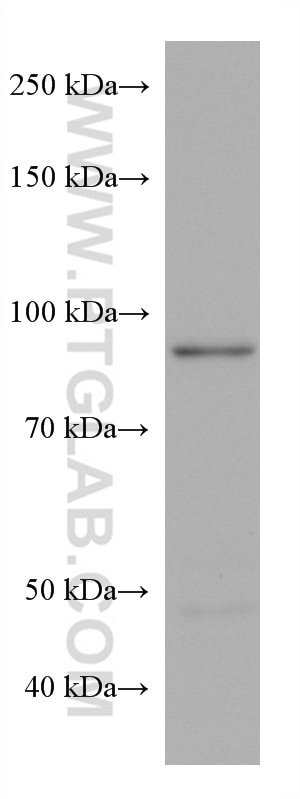 Western Blot (WB) analysis of HSC-T6 cells using ADARB1 Monoclonal antibody (67764-1-Ig)