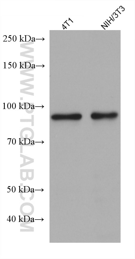 Western Blot (WB) analysis of various lysates using ADARB1 Monoclonal antibody (67764-1-Ig)