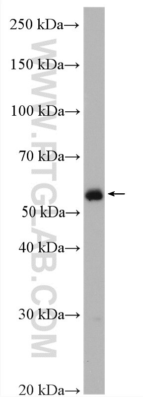 Western Blot (WB) analysis of mouse ovary tissue using ADAT1 Polyclonal antibody (15482-1-AP)
