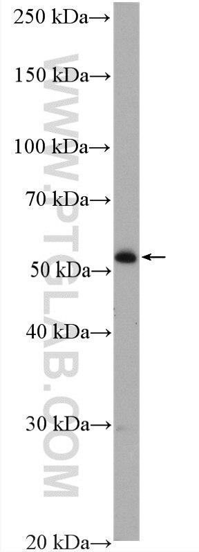 Western Blot (WB) analysis of mouse ovary tissue using ADAT1 Polyclonal antibody (15482-1-AP)