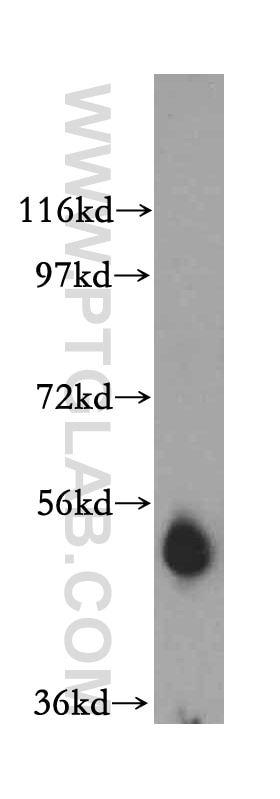 Western Blot (WB) analysis of human heart tissue using ADAT1 Polyclonal antibody (15482-1-AP)