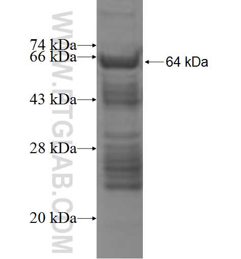 ADAT1 fusion protein Ag7824 SDS-PAGE