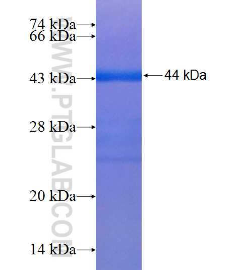 ADAT1 fusion protein Ag7960 SDS-PAGE