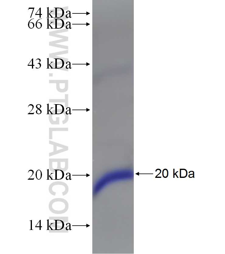 ADAT2 fusion protein Ag4717 SDS-PAGE